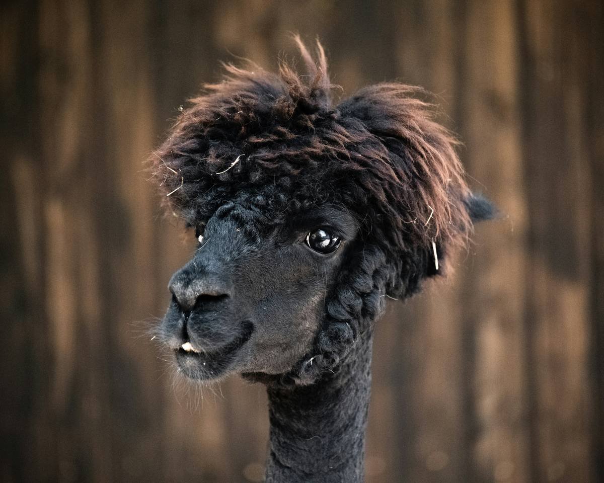 Before and after photos showing flat, lifeless hair transformed to voluminous, separated strands using correct hair volume enhancer technique